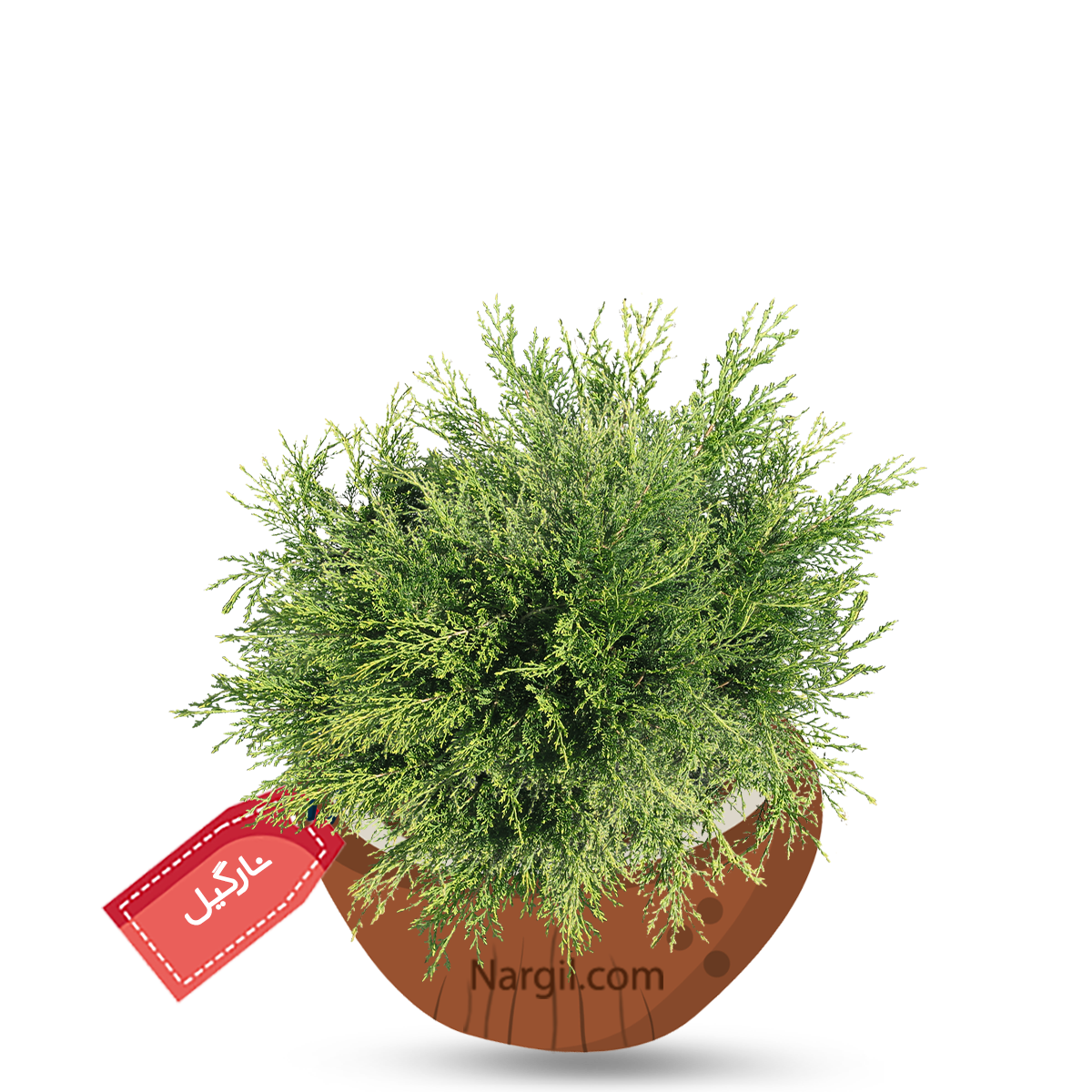  Nargil - Creeping Juniper